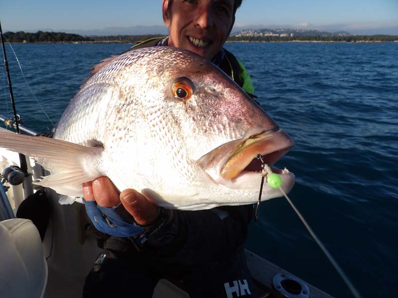 Magnifique denti pris au Snapper Adjustable Hayabusa par le moniteur guide de pêche Fabien Harbers