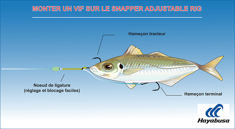 Comment monter un vif sur le montage Snapper Adjustable EX304 Hayabusa